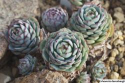 Seme cveća: Echeveria derenbergii - 20 semenki