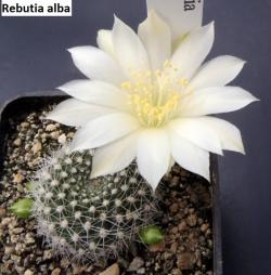 Kaktusi: Rebutia alba - 10 semenki