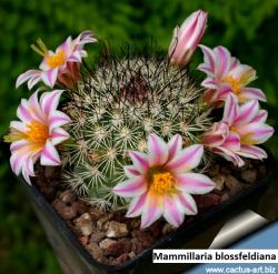 Kaktusi: Mammillaria blossfeldiana - 10 semenki