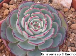 Seme cveća: Echeveria sp El Encino - 20 semenki