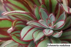 Seme cveća: Echeveria nodulosa Nicolas Bravo - 20 semenki