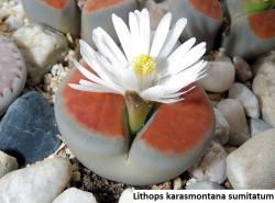 Seme cveća: Lithops karasmontana /Sumitatum/ - 20 semenki