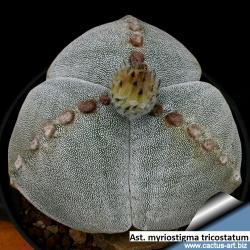 Seme cveća: Astrophytum myriostigma tricostatum - 10 semenki