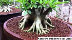 Seme cveća: Adenium arabicum /Black Giant/ - 5 semenki