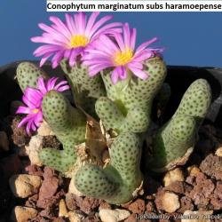 Seme cveća: Conophytum marginatum ssp haramoepense - 10 semenki