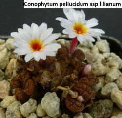Seme cveća: Conophytum pellucidum ssp lilianum - 10 semenki