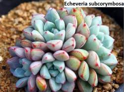 Seme cveća: Echeveria subcorymbosa - 20 semenki