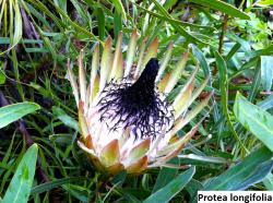 Kaktusi: Protea longifolia - 5 semenki