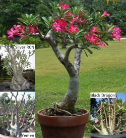Seme cveća: Adenium Arabicum Yemen [5 semenki]