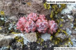 Seme cveća: Sedum perezdelarosae - 20 semenki