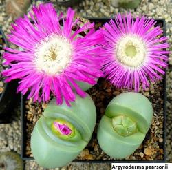 Kaktusi: Argyroderma pearsonii - 20 semenki