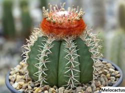 Kaktusi: Melocactus matanzanus - 10 semenki