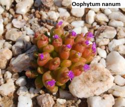 Seme cveća: Oophytum nanum - 20 semenki