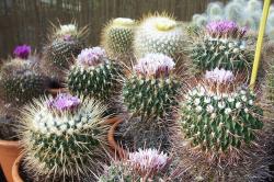 Kaktusi: Stenocactus mix -  20 semenki