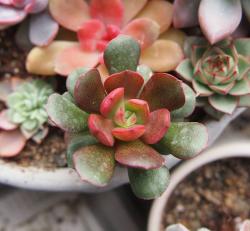 Seme cveća: Echeveria amphoralis var Yosondua - 20 semenki