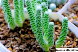 Seme cveća: Avonia albissima - 20 semenki