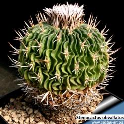 Kaktusi: Stenocactus obvallatus (pentacanthus) (rare spines) - 10 semenki
