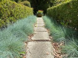 Trave: Festuca Glauca