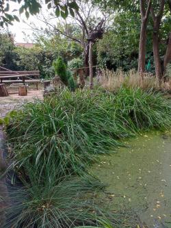 Trave: Carex zeleni-Šaš