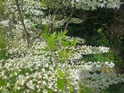 Sadnice - puzavice: Wisteria floribunda “Alba” - bela kiša