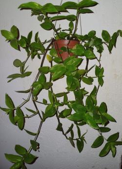 Sadnice - sobne biljke: Tradescantia fluminensis - zelena