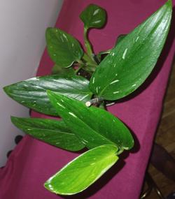 Sadnice - sobne biljke: Filadendron cobra - Monstera Standleyana