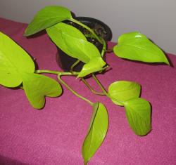 Sadnice - sobne biljke: Epipremnum aureum (Neon Pothos) veca