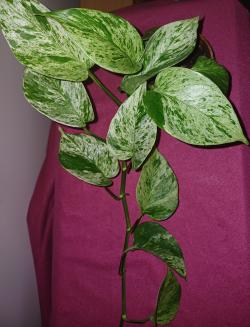 Sadnice - sobne biljke: EPIPREMNUM Marble queen - lozica 