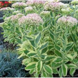 Perene: Sedum spectabile variegata- DEBELA KOKA - sarenolisna