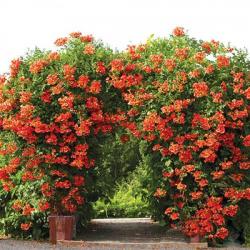 Sadnice - puzavice: TEKOMA - TECOMA CAMPSIS RADICANS