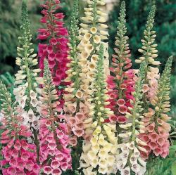 Perene: Digitalis purpurea - naprstak