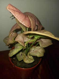 Sadnice - sobne biljke: Singonijum - Syngonium Red Heart