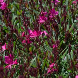 Perene: GAURA -Gaura lindheimeri