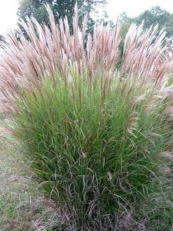 Trave: KINESKI SAS - Miscanthus sinensis