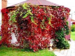 Sadnice - puzavice: Parthenocissus quinquefolia - petolisna lozica