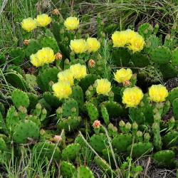 Kaktusi: KAKTUS OPUNTIA - zimootporan - manji