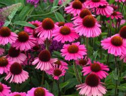 Perene: EHINACEA PURPUREA 