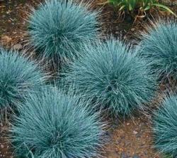 Trave: FESTUCA GLAUCA - plava trava