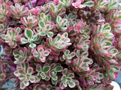 Perene: SEDUM SPURIUM TRICOLOR