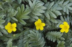 Perene: POTENTILA ANSERINA - PERENA