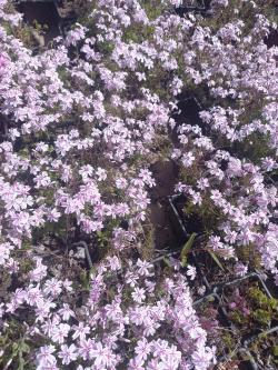 Perene: FLOKS polegli- Phlox subulata - sa slika