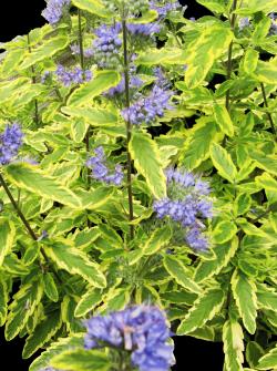 Sadnice - žbunaste vrste: Kariopteris sarenolisni - Caryopteris summer sorbet