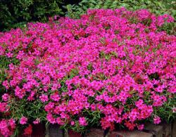 Perene: FLOKS - Phlox subulata - roze