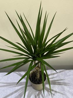 Sadnice - sobne biljke: Dracena