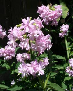 Perene: Saponaria officinalis - sapunjaca