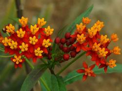 Seme cveća: Grčki oleander - asclepias currasavica - SEME