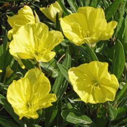 Perene: OENOTHERA FRUTICOSA  - zuti nocurak