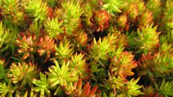 Perene: SEDUM RUPESTRE ANGELINA