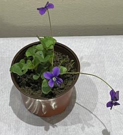 Perene: Ljubicica - bastenska