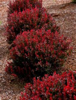 Sadnice - žbunaste vrste: BERBERIS - crveni